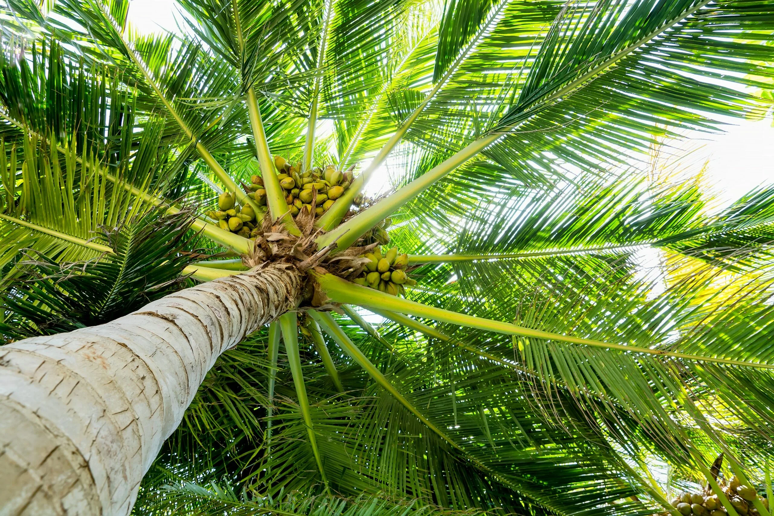 Coconut-trees-grow-billion-trees